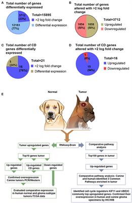 Frontiers | Common Molecular Alterations in Canine 